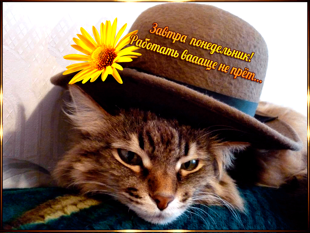Открытка Открытки на понедельник - Кот в шляпе: милая открытка с котиком | Красивая открытка #38