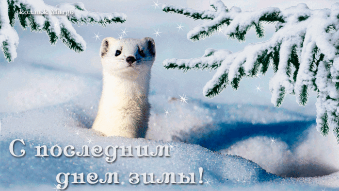 Открытка Открытки с последним днем зимы - Снежный песец на открытке: поздравления с зимой | Красивая открытка #19