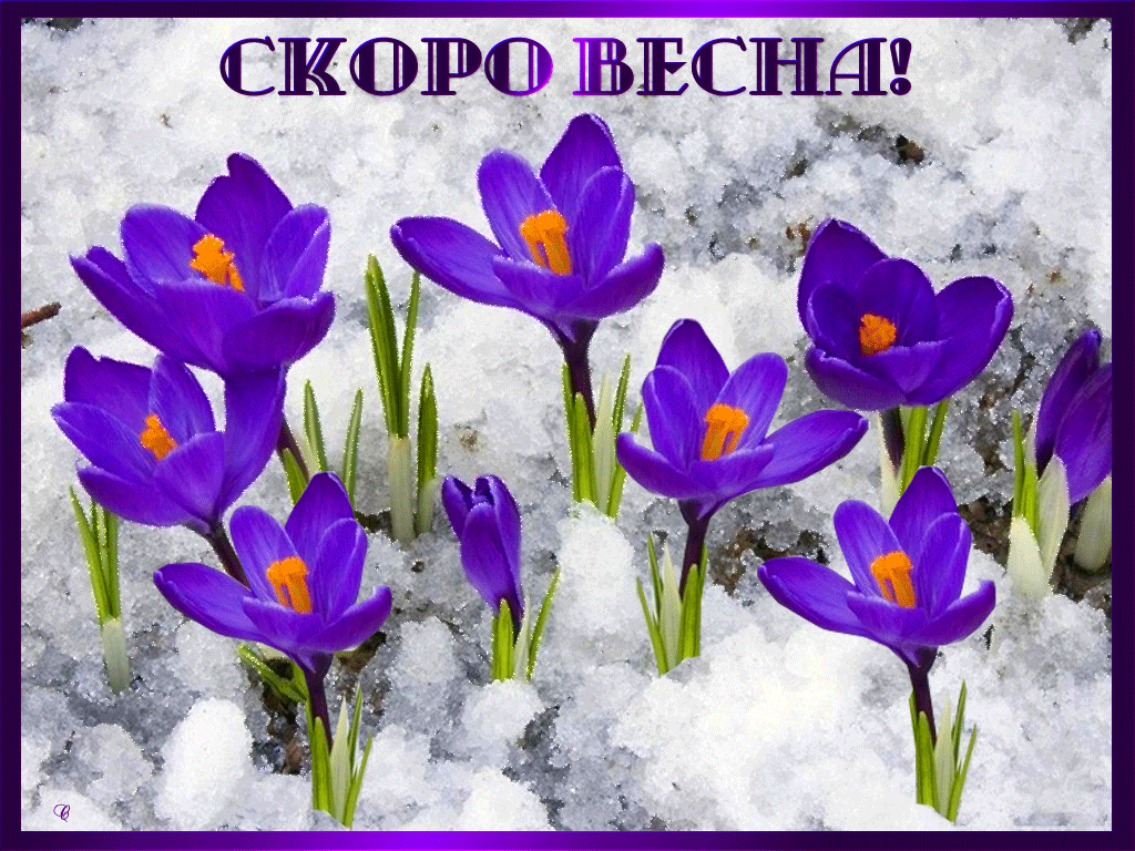 Открытка Открытки весенняя пора - Подснежники на снегу: Весенняя открытка | Красивая открытка #44