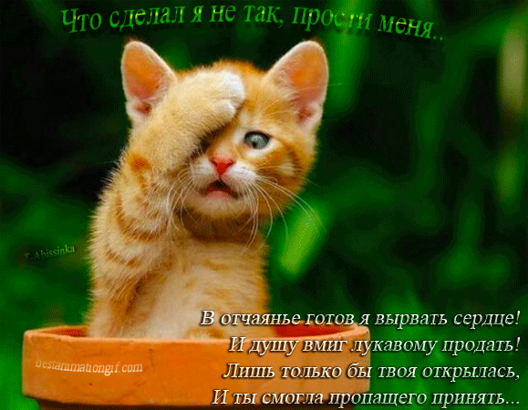 Открытка открытки с извинениями  - Рыжий кот на фоне зелени — открытка с котиком | Красивая открытка #134