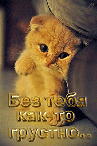 Открытка Открытки жду тебя - Открытка с грустным котенком | Красивая открытка #60