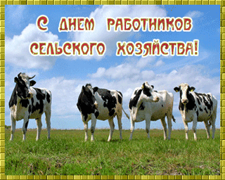 Открытка День работников сельского хозяйства - Коровы на лугу: открытка с черно-белыми коровами | Красивая открытка #26