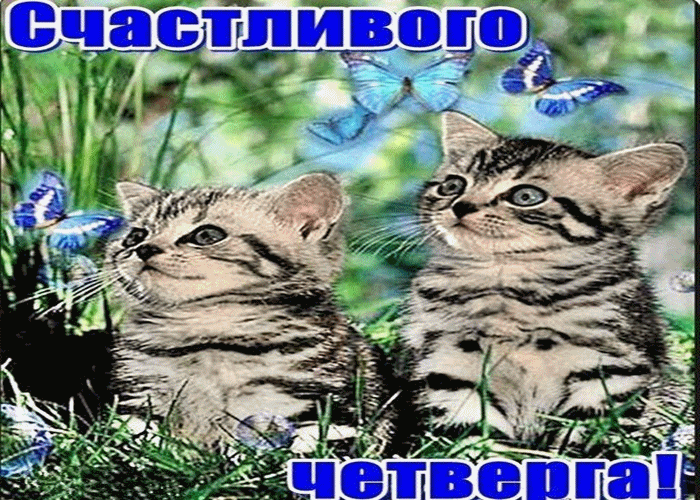 Открытка Открытки на четверг - Две кошки на лугу, бабочки, открытка с котятами | Красивая открытка #129