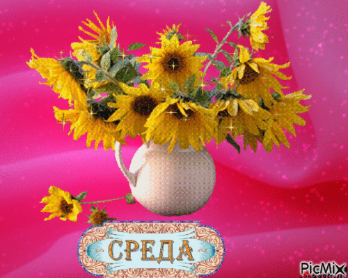 Открытка Открытки на среду - Открытка с подсолнухами на розовом фоне | Красивая открытка #132