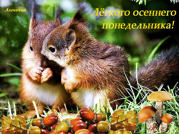 Открытка Открытки на понедельник - Белка и орехи: открытка с природой и осенним лесом | Красивая открытка #1
