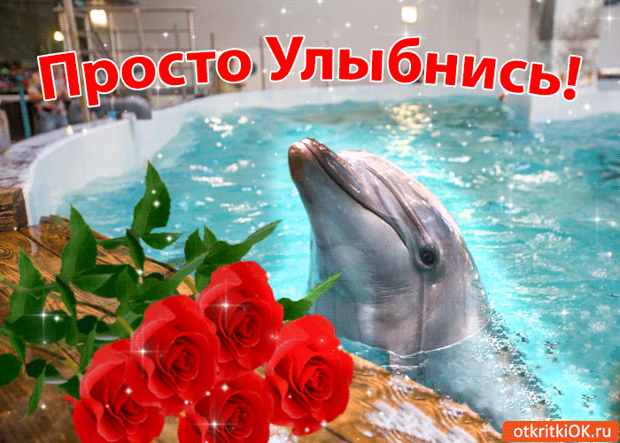 Открытка Улыбнись - Дельфин с розами: открытка с морским созданием | Красивая открытка #222
