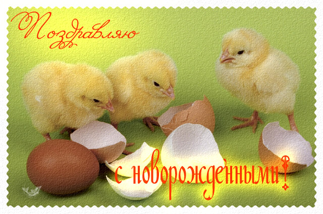 Открытка С прибавлением! - Открытка с цыплятами и яичной скорлупой | Красивая открытка #35