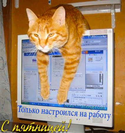 Открытка Открытки на пятницу - Рыжий кот на экране - смешная открытка с котиком | Красивая открытка #60