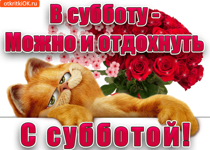 Открытка Открытки на субботу - Открытка с рыжим котом и розами | Красивая открытка #17