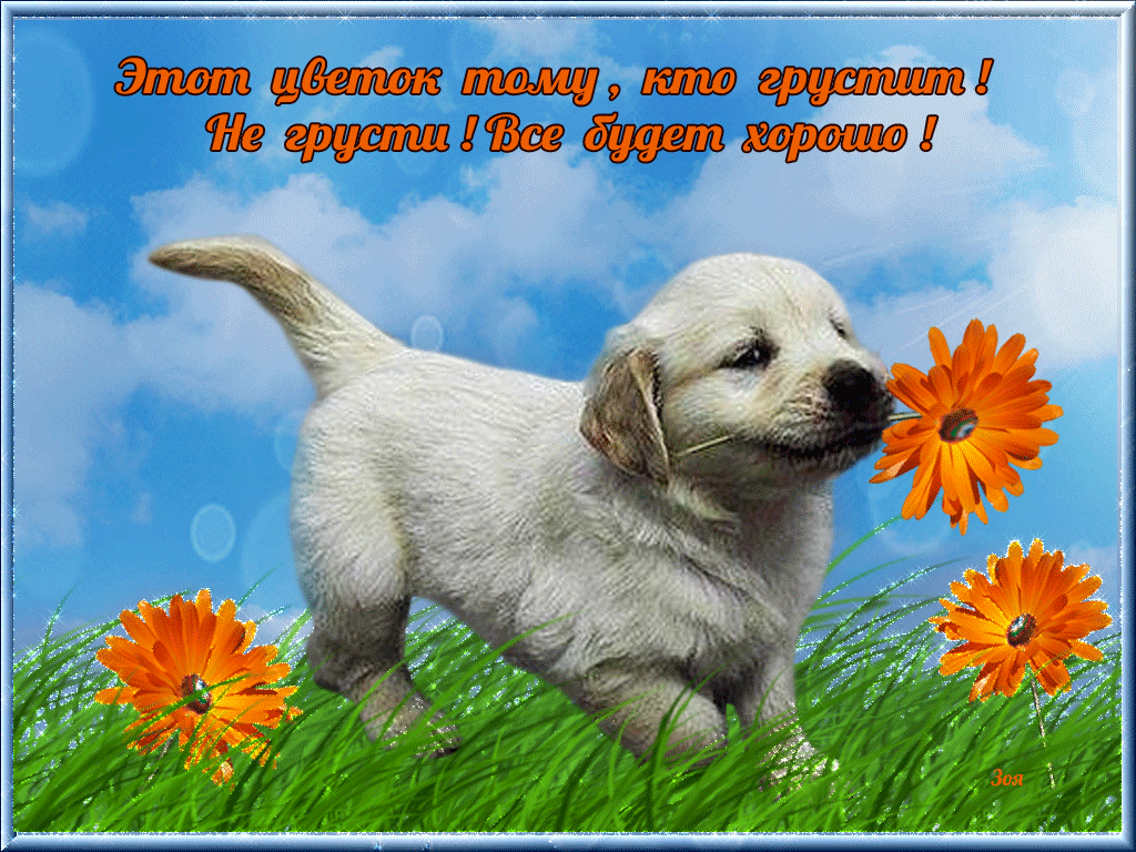 Открытка Не грусти - Милый щенок с цветком на лугу - открытка | Красивая открытка #100