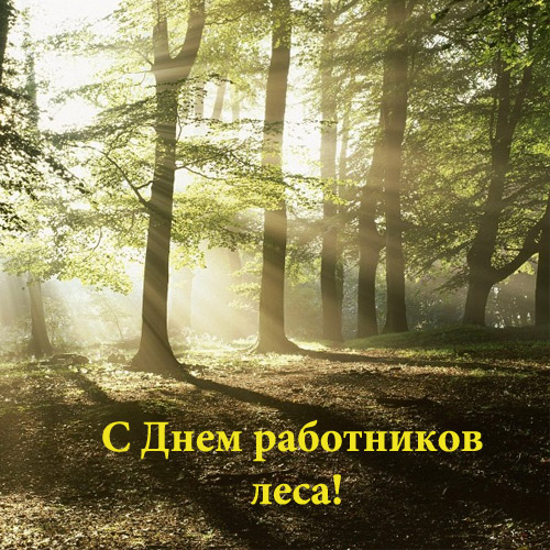 Открытка День работников леса - С Днём лесовода: солнечная поляна в лесу | Красивая открытка #1