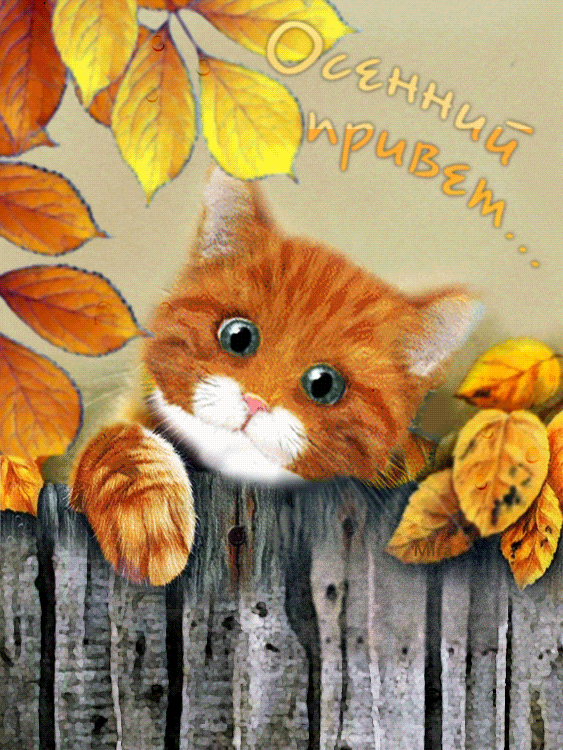 Открытка Осенний приветик - Рыжий кот на заборе: открытка с осенним настроением | Красивая открытка #37