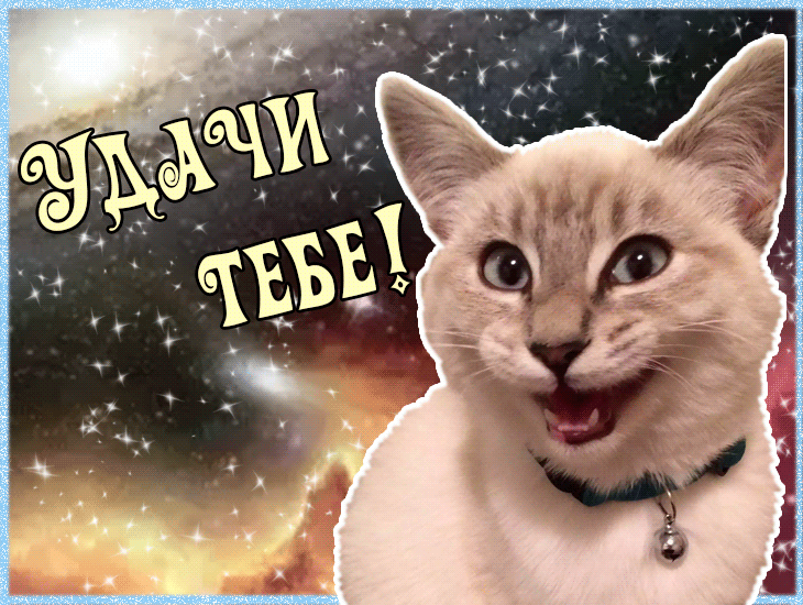 Открытка Удачи - Забавная открытка с котиком | Красивая открытка #251