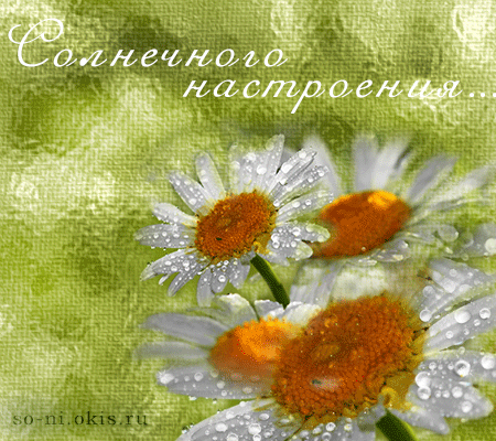 Открытка Открытки хорошего настроения - Открытка с ромашками и каплями росы | Красивая открытка #48