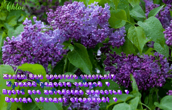 Открытка С сиренью - Лиловые цветы: открытка с весенним цветением | Красивая открытка #225