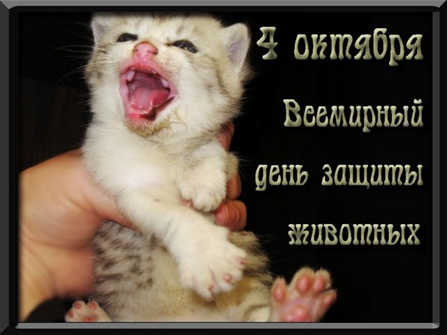 Открытка День защиты животных - Милый котенок: открытка с днем рождения | Красивая открытка #25