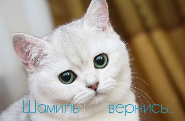 Открытка Открытки с именем Шамиль - Белый котенок с зелеными глазами | Красивая открытка #13