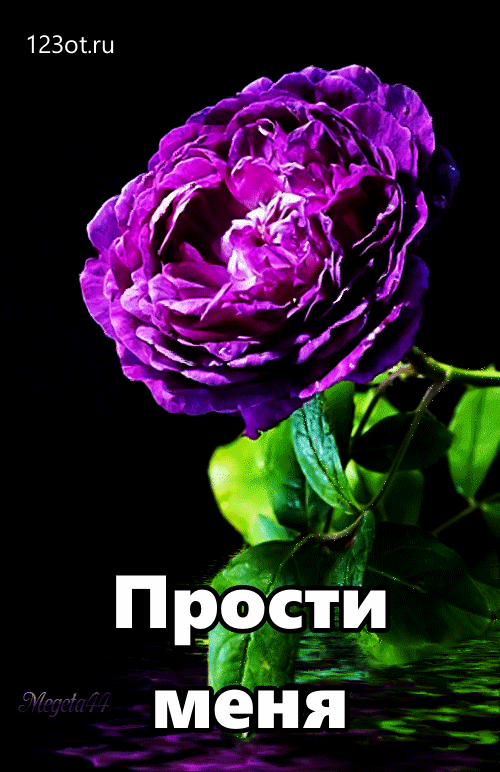 Открытка открытки с извинениями  - Открытка «Прости меня» с фиолетовой розой | Красивая открытка #58