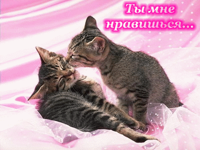 Открытка Ты мне нравишься - Два котенка играют на розовой ткани | Красивая открытка #19