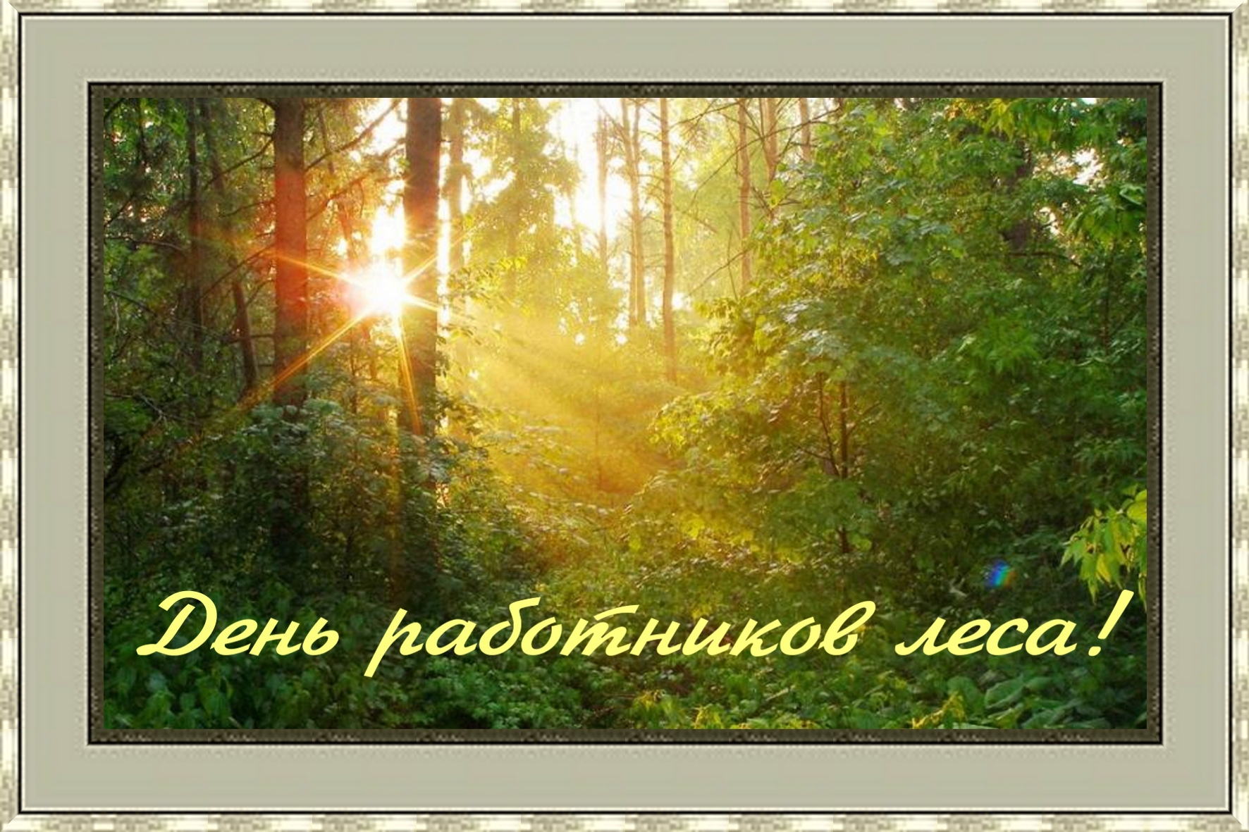 Открытка День работников леса - Солнечный лес: открытка с утренним светом | Красивая открытка #26