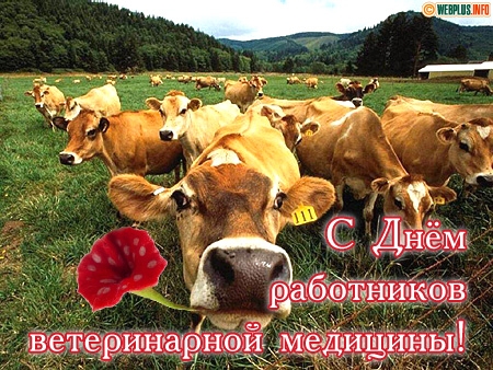 Открытка Открытки с днем ветеринара - Открытка с коровами: День работника ветеринарной медицины | Красивая открытка #7