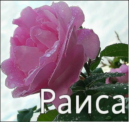 Открытка открытки с именем Раиса  - Розовая роза с каплями росы: открытка с цветами | Красивая открытка #1