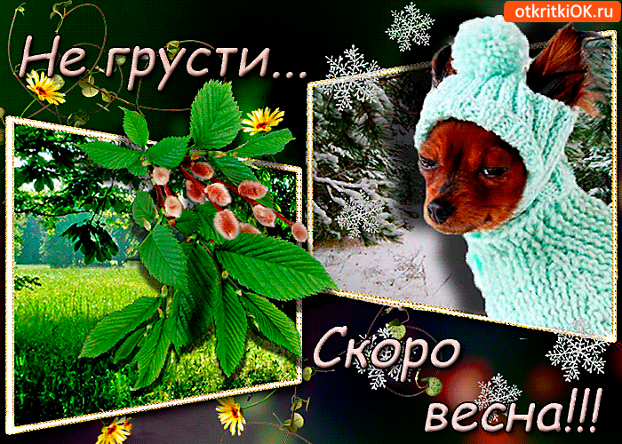 Открытка Не грусти - Открытка с щенком и цветущей веткой | Красивая открытка #12