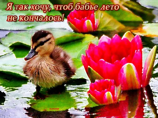 Открытка Открытки на Бабье Лето - Утенок и лотос: открытка с изображением природы | Красивая открытка #42
