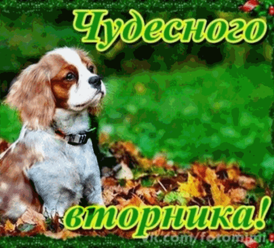 Открытка Открытки на вторник - Открытка с щенком на фоне осенних листьев | Красивая открытка #120