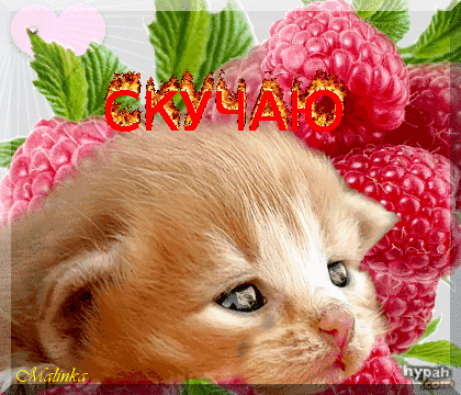 Открытка Скучаю - Котенок и клубника: открытка с милым котенком | Красивая открытка #94