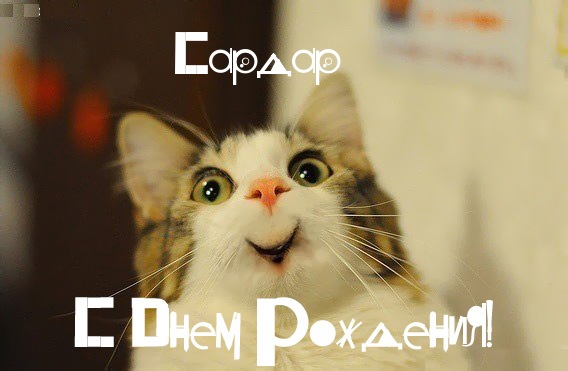 Открытка Открытки с именем Сардар - С Днём Рождения! Смешная открытка с котом | Красивая открытка #2