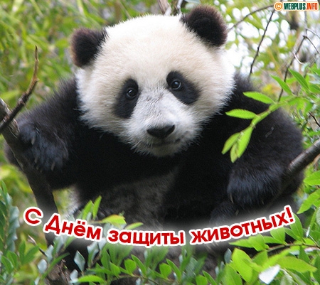 Открытка День защиты животных - Открытка с пандой: милый сюрприз! | Красивая открытка #2