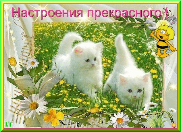 Открытка Открытки хорошего настроения - Две кошки на лугу с ромашками. Праздничная открытка. | Красивая открытка #137