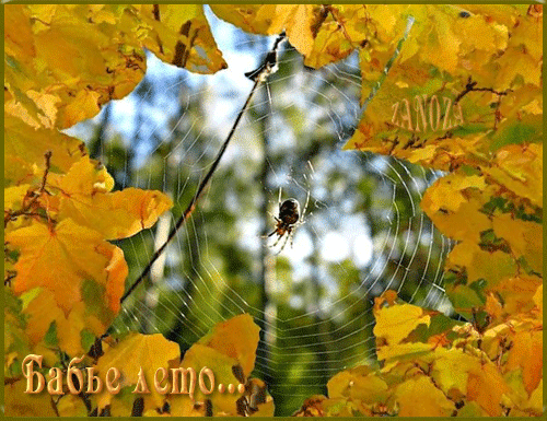 Открытка Бабье Лето - Паутина на фоне осенних листьев: фото, природа | Красивая открытка #55
