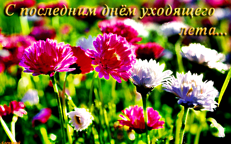 Открытка Открытки летняя пора - Полевые цветы: ромашки и георгины. | Красивая открытка #115