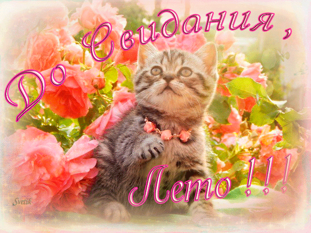 Открытка Открытки летняя пора - Открытка с котенком и цветами | Красивая открытка #73