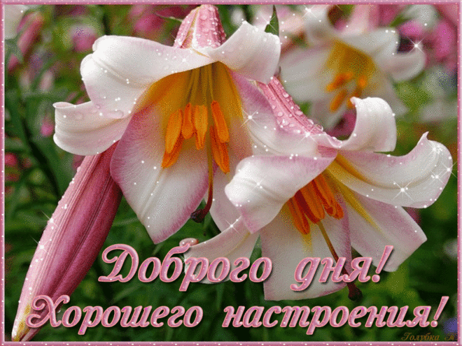 Открытка Открытки хорошего настроения - Открытка с лилиями: Доброго дня! Хорошего настроения! | Красивая открытка #78