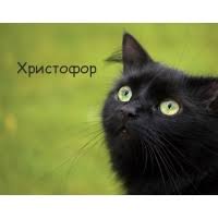 Открытка Открытки с именем Христофор  - Черный кот на открытке: милый взгляд, зеленые глаза | Красивая открытка #9