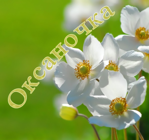 Открытка открытки с именем Оксана  - Открытка с нежными цветами: белые цветы с жёлтыми сердцевинами | Красивая открытка #11