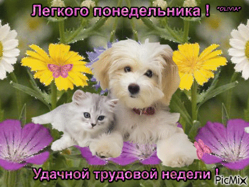 Открытка Открытки удачной недели - Открытка с котенком и щенком среди цветов | Красивая открытка #206
