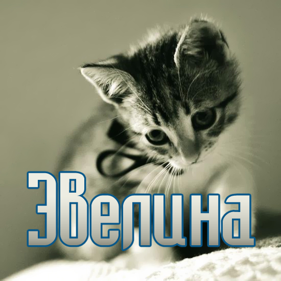 Открытка открытки с именем Эвелина - Милый котенок на открытке: подарок, фото | Красивая открытка #17