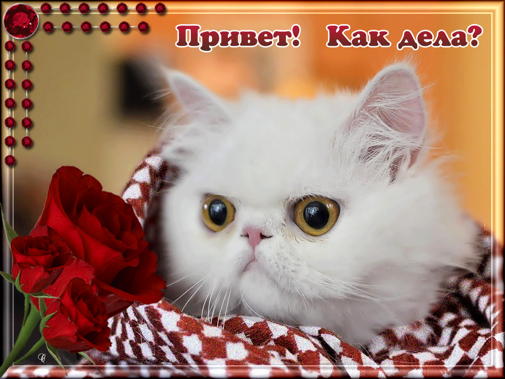 Открытка Привет - Белый котенок с красными розами: открытка с любовью | Красивая открытка #302