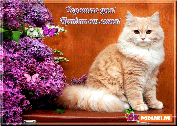 Открытка Открытки хорошего дня - Открытка с котенком и фиалками | Красивая открытка #181