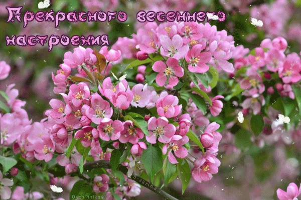 Открытка Открытки весенняя пора - Цветущая вишня: нежная весенняя открытка | Красивая открытка #225
