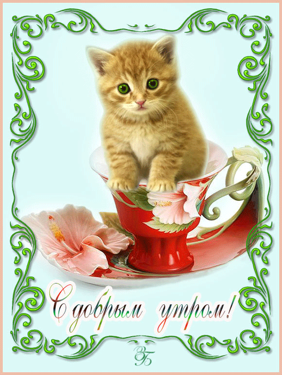 Открытка Доброе утро - Открытка с котенком в чашке: Доброе утро! | Красивая открытка #312