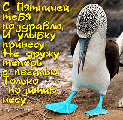 Открытка Пятница - Открытка с пингвинами: забавная иллюстрация | Красивая открытка #28