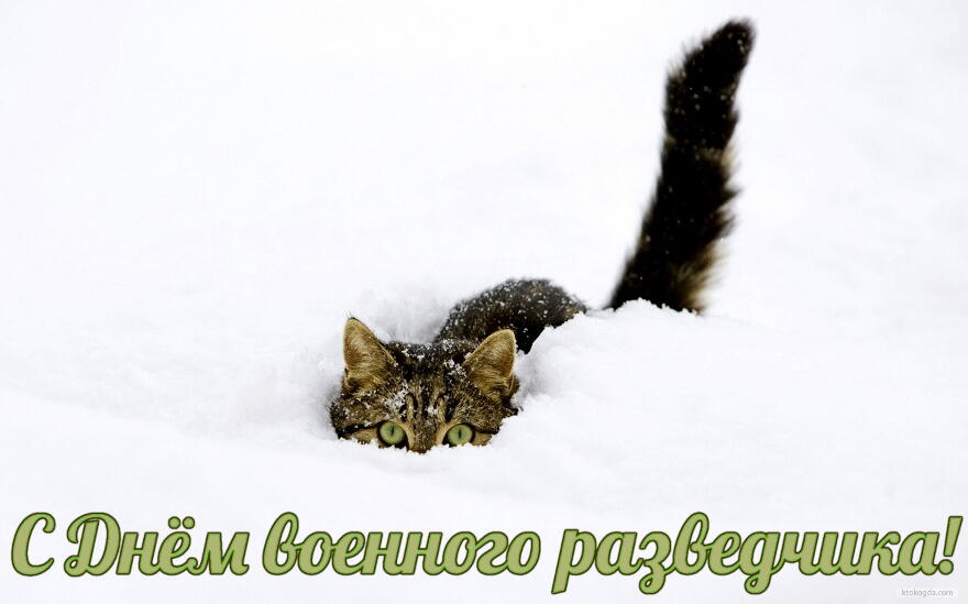 Открытка Открытки с днем военного разведчика - Снежный котенок: Открытка с милым пушистиком | Красивая открытка #21