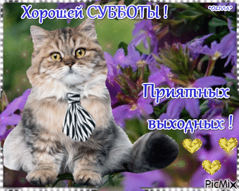 Открытка Открытки на субботу - Открытка с котенком в бантике | Красивая открытка #45
