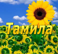 Открытка открытки с именем Тамила - Открытка с подсолнухами и голубым небом | Красивая открытка #21