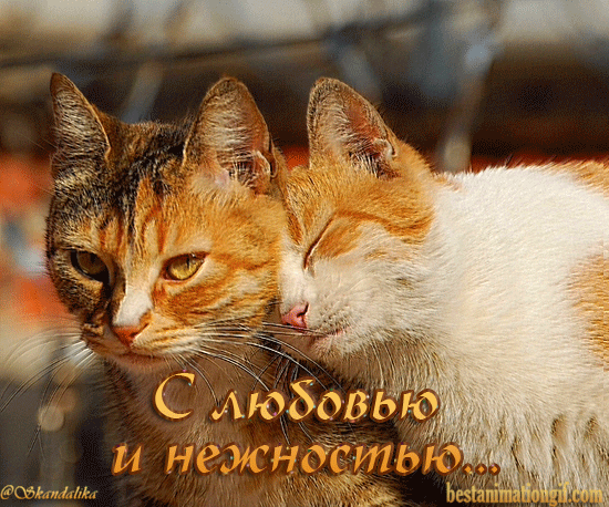 Открытка С кошками - Открытка с котиками: Любовь и нежность | Красивая открытка #14